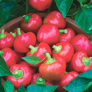 A time-tested variety of pepper Kolobok with an unusual shape and excellent taste