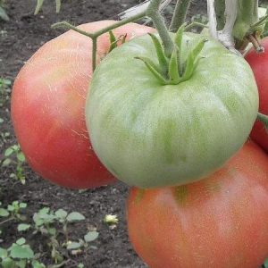 Large-fruited variety with a delicate taste for dietary nutrition - tomato Tsar bell