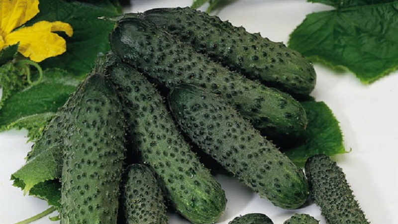 Why Pasalimo f1 cucumber hybrid is good and why you should try to grow it