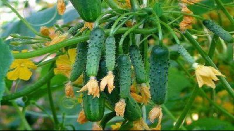 Why Pasalimo f1 cucumber hybrid is good and why you should try to grow it