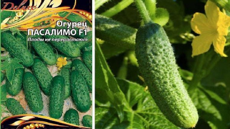 Why Pasalimo f1 cucumber hybrid is good and why you should try to grow it