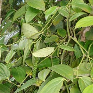 How black pepper grows, its benefits and harms, areas of application
