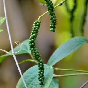 How black pepper grows, its benefits and harms, areas of application