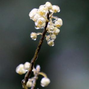 How black pepper grows, its benefits and harms, areas of application