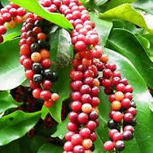 How black pepper grows, its benefits and harms, areas of application
