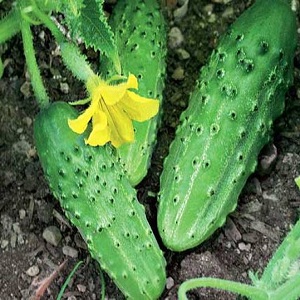 Cucumber variety Crane from Crimean breeders for growing in warm climates