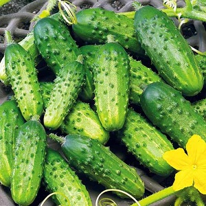 Cucumber variety Crane from Crimean breeders for growing in warm climates
