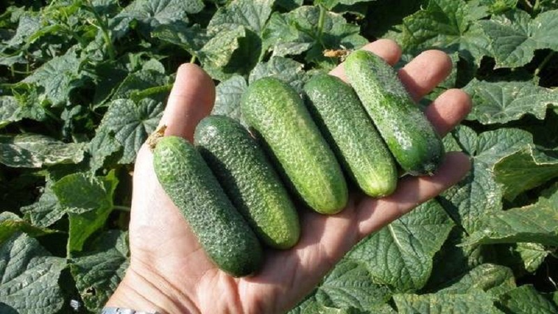 Juicy cucumbers Adam with a delicate sweetish taste from Dutch breeders