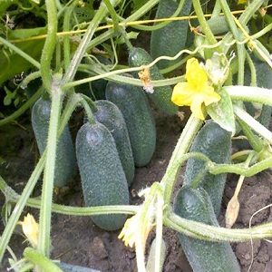 Juicy cucumbers Adam with a delicate sweetish taste from Dutch breeders