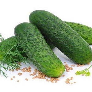 Juicy cucumbers Adam with a delicate sweetish taste from Dutch breeders