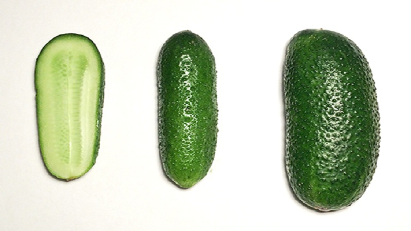 Juicy cucumbers Adam with a delicate sweetish taste from Dutch breeders