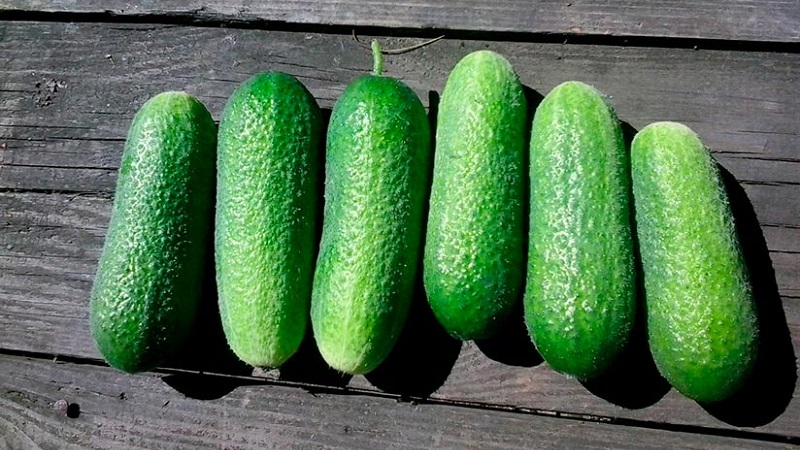 Juicy cucumbers Adam with a delicate sweetish taste from Dutch breeders