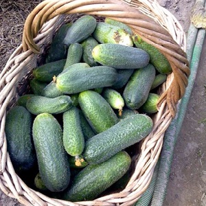 Juicy cucumbers Adam with a delicate sweetish taste from Dutch breeders