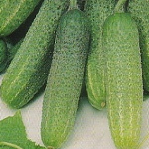 Juicy cucumbers Adam with a delicate sweetish taste from Dutch breeders