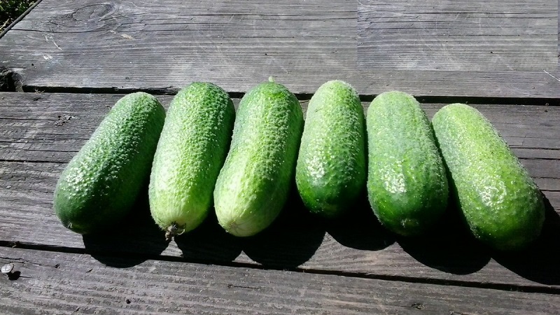 Juicy cucumbers Adam with a delicate sweetish taste from Dutch breeders