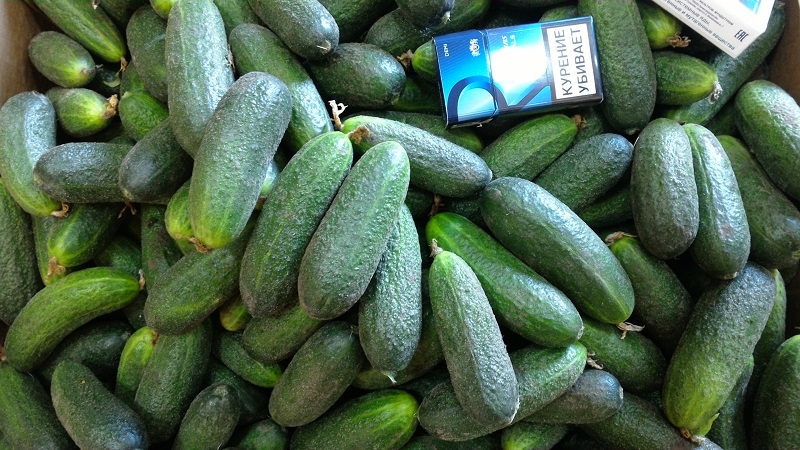 Juicy cucumbers Adam with a delicate sweetish taste from Dutch breeders