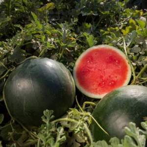 Why is the Ikar watermelon variety good and why it is worth growing