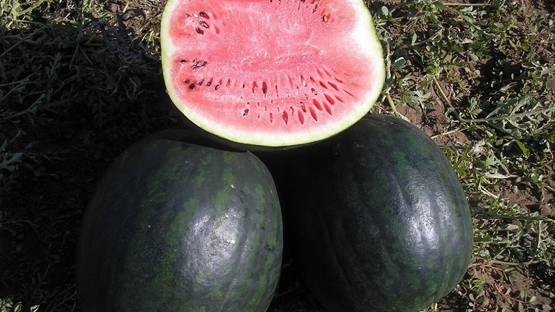 Why is the Ikar watermelon variety good and why it is worth growing