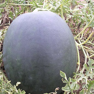 Why is the Ikar watermelon variety good and why it is worth growing