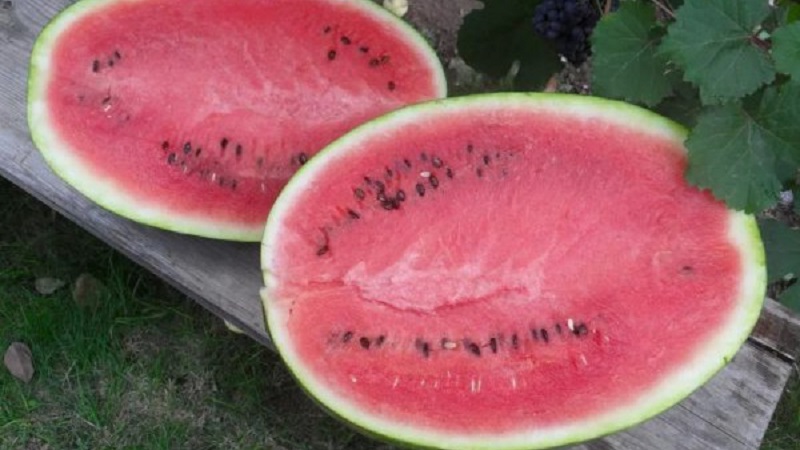 Why is the Ikar watermelon variety good and why it is worth growing