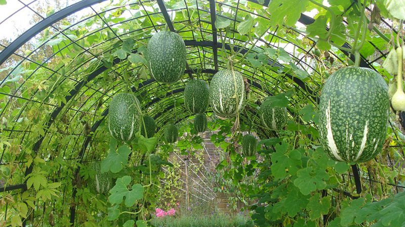 What is fig-leaved pumpkin: features of the species and its use in cooking and traditional medicine