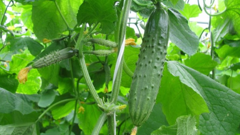 A universal variety of cucumbers A real colonel, loved by many summer residents