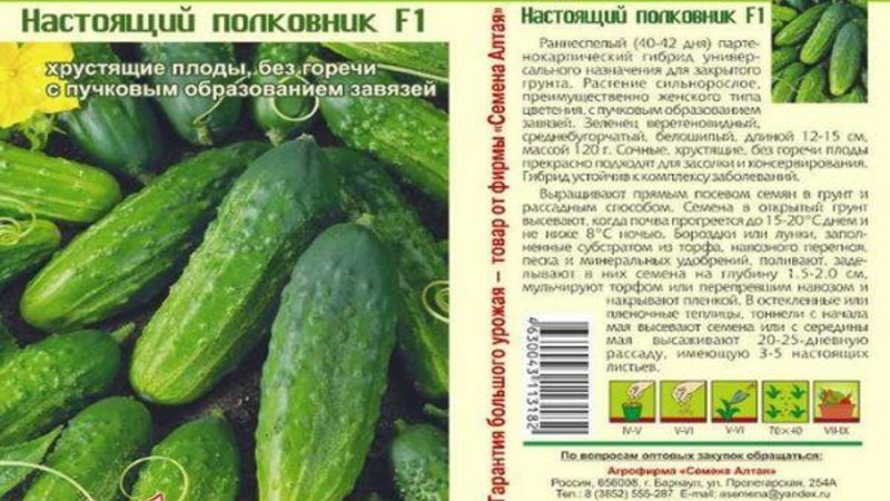 A universal variety of cucumbers A real colonel, loved by many summer residents