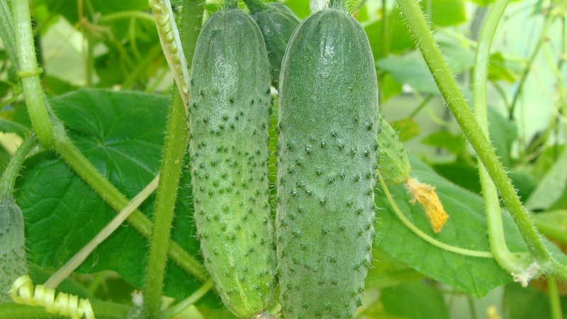 A universal variety of cucumbers A real colonel, loved by many summer residents