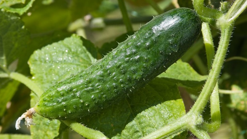 A universal variety of cucumbers A real colonel, loved by many summer residents