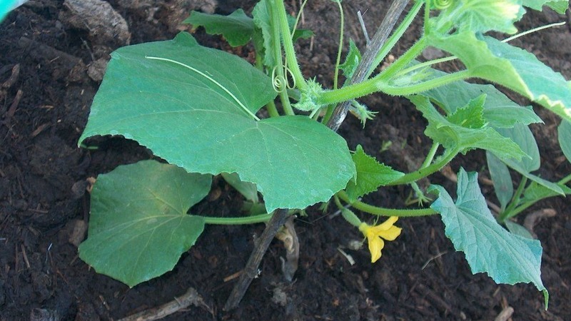 A universal variety of cucumbers A real colonel, loved by many summer residents