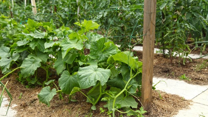A universal variety of cucumbers A real colonel, loved by many summer residents