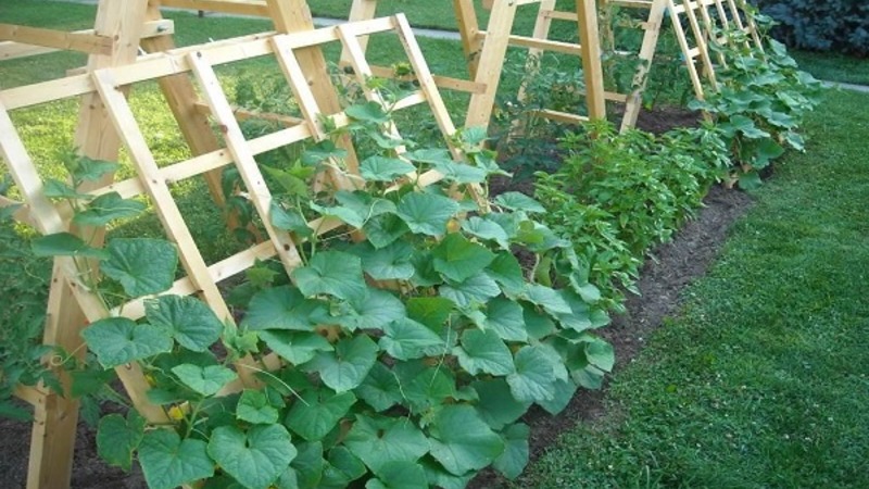 A universal variety of cucumbers A real colonel, loved by many summer residents