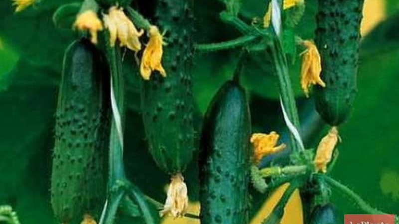 A universal variety of cucumbers A real colonel, loved by many summer residents