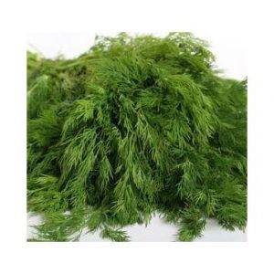 Important steps for a good harvest of Alligator dill: from seed preparation to disease prevention