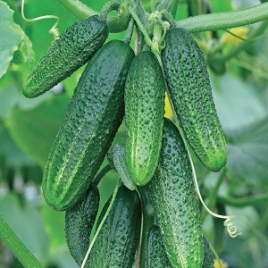 Early ripe hybrid of Connie cucumbers f1, resistant to weather conditions and diseases