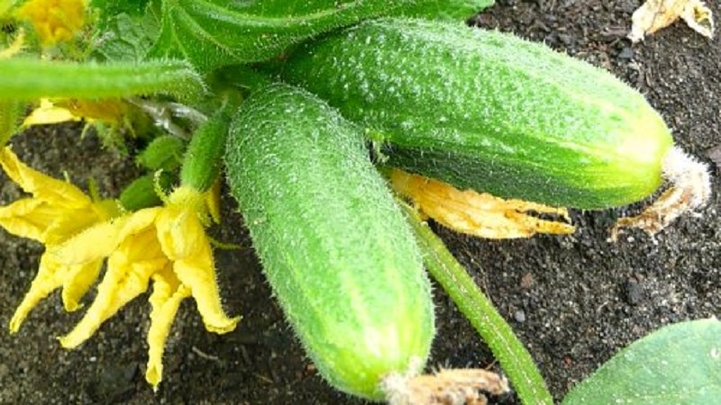 Early ripe hybrid of Connie f1 cucumbers, resistant to weather conditions and diseases