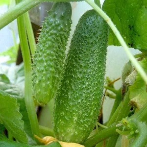 Early ripe hybrid of Connie f1 cucumbers, resistant to weather conditions and diseases