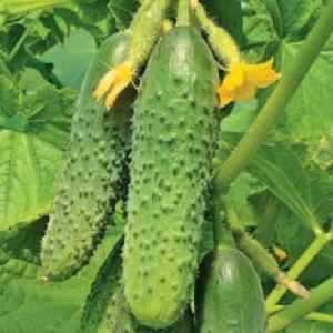 The time-tested and beloved Othello cucumber from Dutch breeders