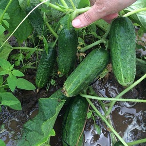 The time-tested and beloved Othello cucumber from Dutch breeders