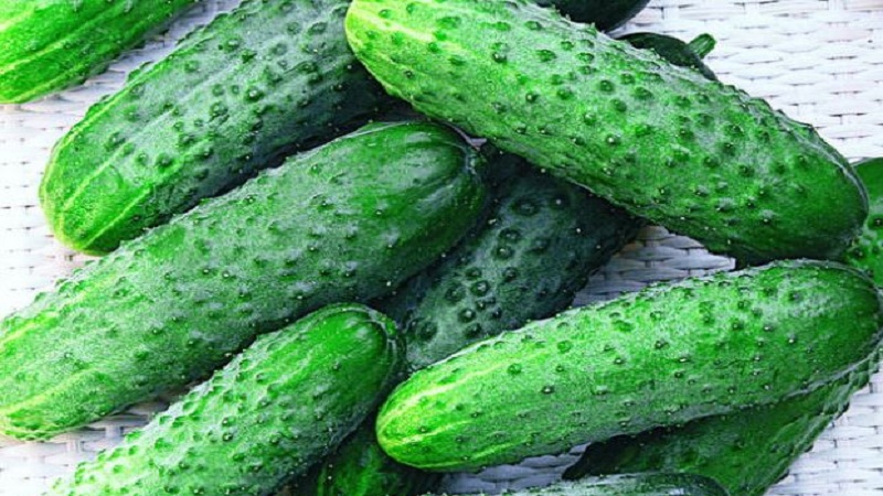 The time-tested and beloved Othello cucumber from Dutch breeders
