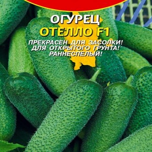 The time-tested and beloved Othello cucumber from Dutch breeders