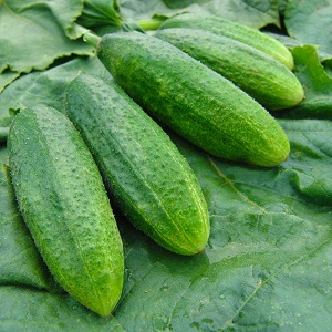 The time-tested and beloved Othello cucumber from Dutch breeders