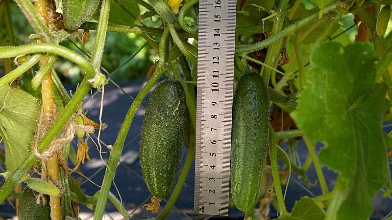 The time-tested and beloved Othello cucumber from Dutch breeders