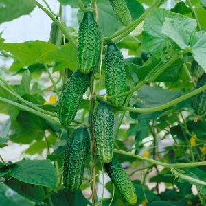 The time-tested and beloved Othello cucumber from Dutch breeders