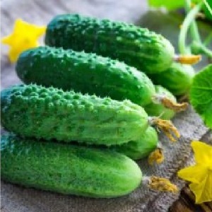 The time-tested and beloved Othello cucumber from Dutch breeders