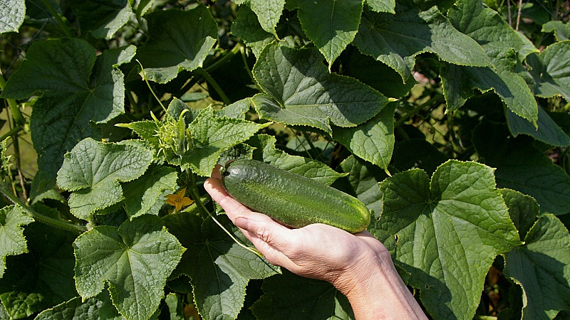 The time-tested and beloved Othello cucumber from Dutch breeders