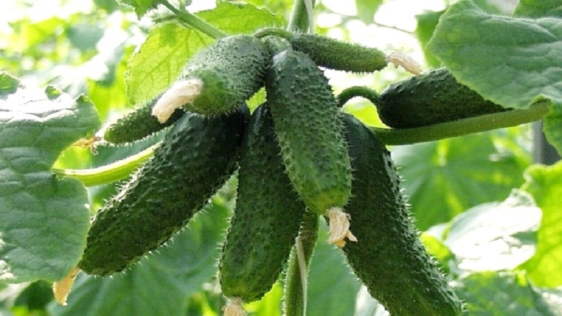 Why do many summer residents love the Cupid cucumber hybrid so much: an overview of the characteristics, advantages and disadvantages