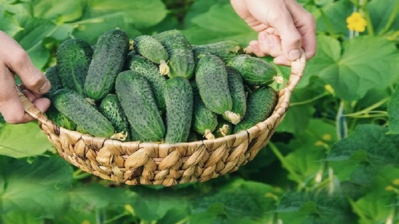 Why do many summer residents love the Cupid cucumber hybrid so much: an overview of the characteristics, advantages and disadvantages