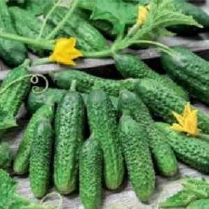 Why do many summer residents love the Cupid cucumber hybrid so much: an overview of the characteristics, advantages and disadvantages