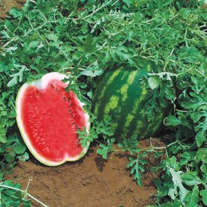 Early ripe hybrid watermelon Top Gun from Dutch breeders